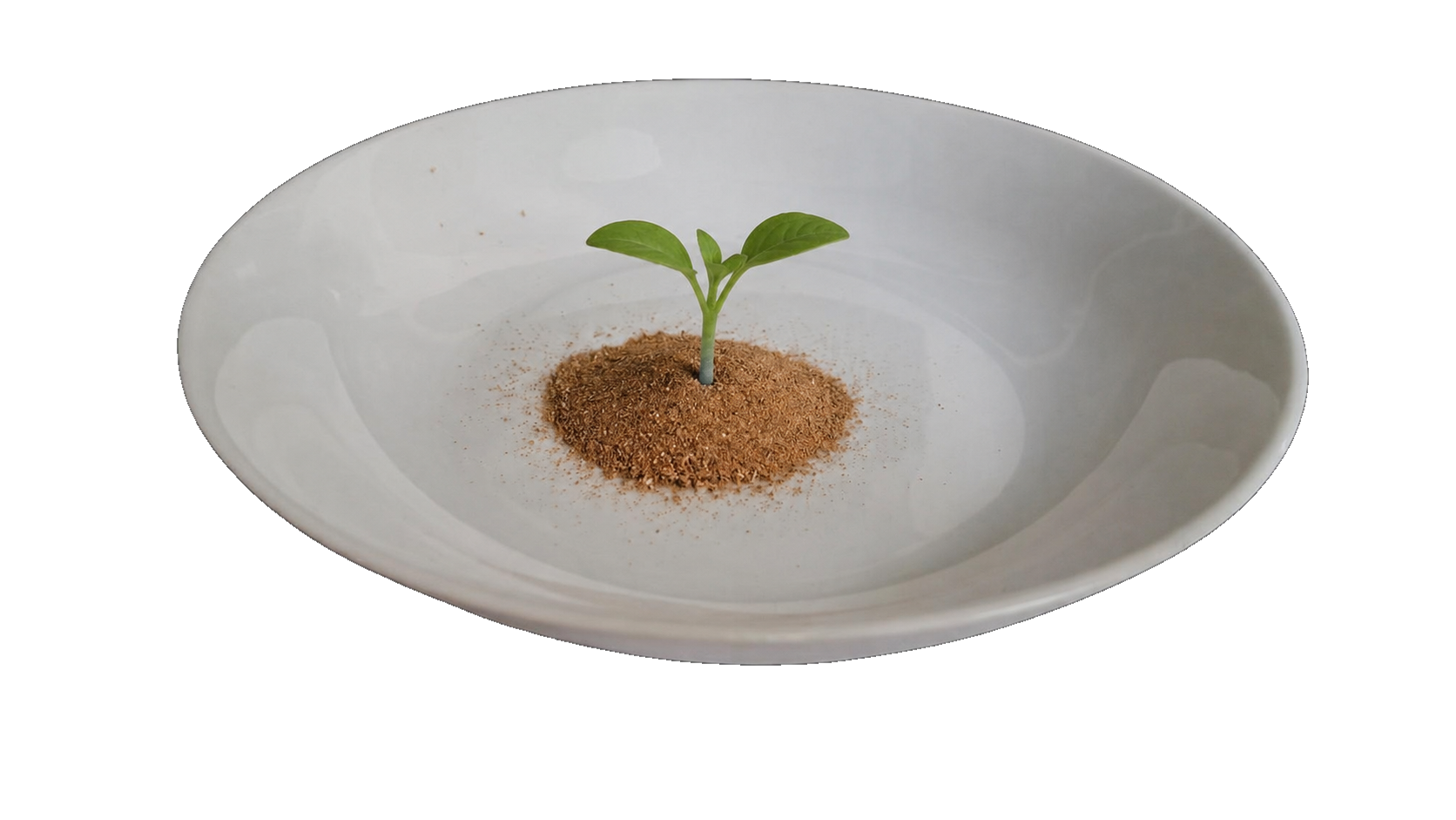 Frass de Tenebrio — fertilizante orgánico rico en nutrientes