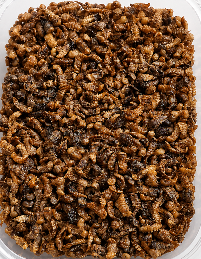 Insectos deshidratados — producto final para consumo humano